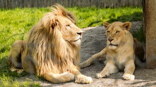 狮父子亲昵互动场景