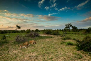 草原上的野生动物美景