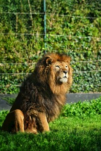 草原雄狮坐于翠绿草地