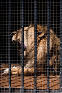 笼中怒吼的雄狮