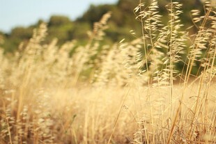 金色田野中的摇曳草穗