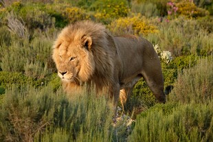草原雄狮漫步