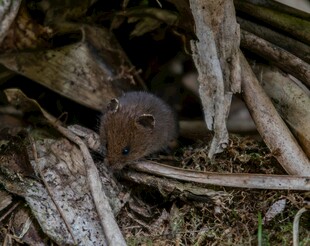 藏于枯枝下的小鼠