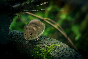 树枝上的小老鼠