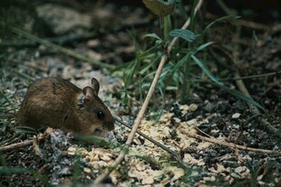 野外觅食的小老鼠