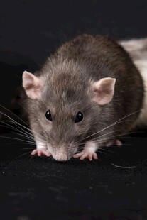 灰老鼠特写