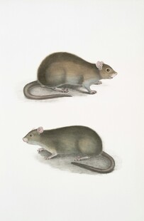 两只姿态各异的仿真老鼠