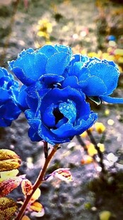 蓝色娇艳花朵特写
