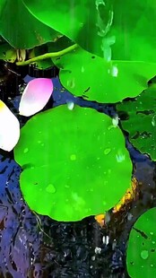 荷叶上的水珠与荷花