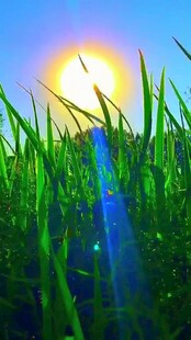 阳光下的翠绿草地
