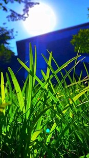 阳光下的翠绿草丛