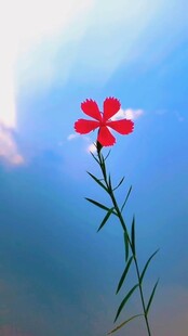 蓝天下的娇艳红色小花