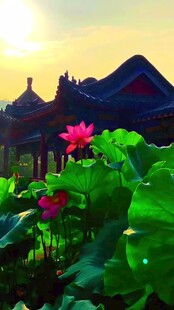 夕阳下的荷花与中式建筑