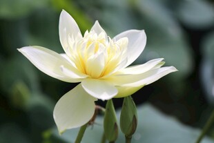 洁白绽放的美丽荷花