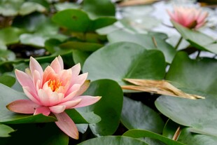 粉色睡莲绽放于绿叶间