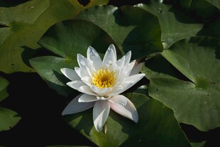 洁白睡莲绽放于绿叶间