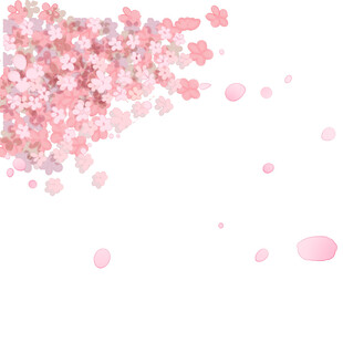 粉色樱花花瓣飘落画面