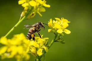 蜜蜂采蜜于黄色小花间