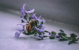 蜜蜂停驻紫色花朵上