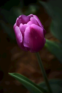 紫色郁金香
