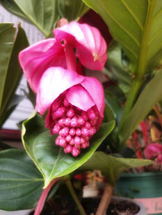 粉苞酸脚杆花朵