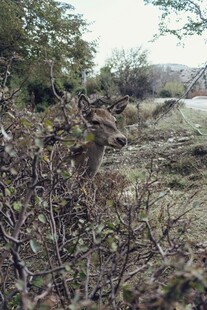 荒野中的枯树枝景象