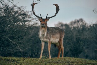 草原上的大角鹿