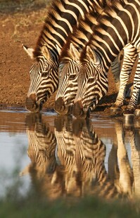 斑马群在水边低头饮水