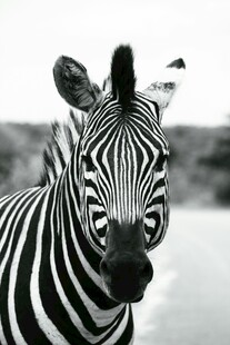 斑马特写