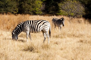 草原上的斑马在悠闲吃草