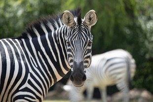 斑马特写 背景绿意盎然