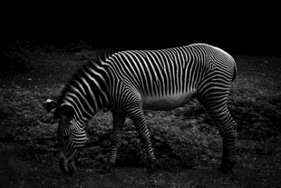 斑马于草地低头觅食