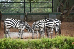 围栏边进食的几只斑马