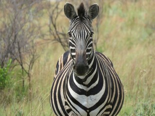 直视镜头的斑马