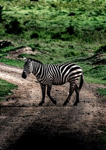 斑马在草原小径上漫步