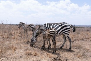 草原上的斑马群
