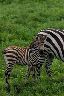 斑马母子亲昵互动