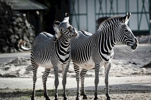 户外站立的两只斑马