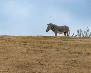 草原上独行的斑马