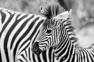 斑马幼崽依偎成年斑马