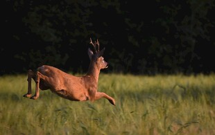 草原上飞奔的矫健小鹿