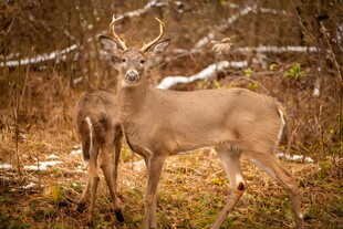 雪地中的两只小鹿