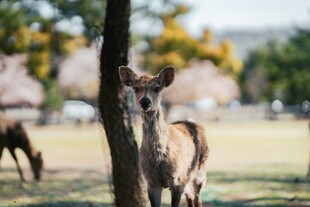 公园中探头的可爱小鹿