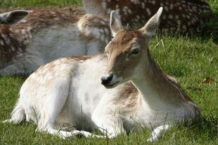 草地上休憩的羚羊