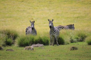 草原上的斑马群