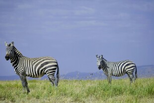 草原上的两只斑马