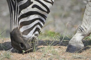 斑马低头吃草特写