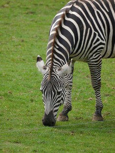 斑马草地低头进食