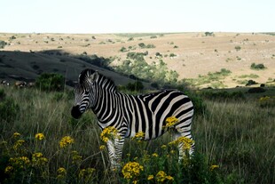 草原上的斑马与黄色小花