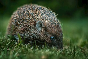 草地上的小刺猬